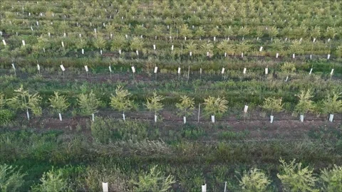 4K Aerial view flying low over young intensive olive trees with irrigation Stock Footage 336018530