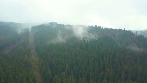 4K, Aerial view. Flying over a vast lush green pines and spruce trees tops in th Stock Footage 98373382