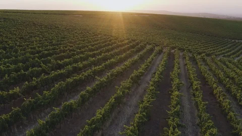 4K aerial view flying over vineyards with the sun setting on a wine estate Stock Footage 105499196