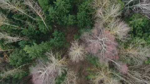 4K aerial view flying over trees with fallen leaves in autumn forest Stock Footage 121754329