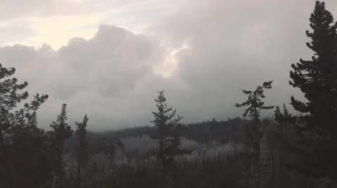4K Aerial View: Flying though Forest Trees with Low Clouds Stock Footage 65241583