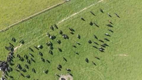4K Aerial view footage of Cow and farmland Stock Footage 115340853