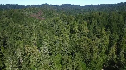4K aerial view forest close flyover above trees Vídeo Stock 69208360