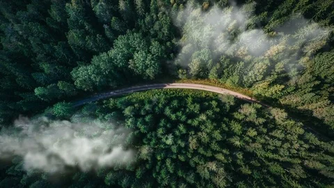 4k - Aerial view of a forest Stock Footage 72071462