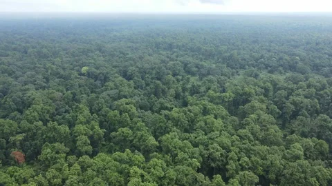 4K aerial view of forest trees in Eastern India. Stock Footage 261036754