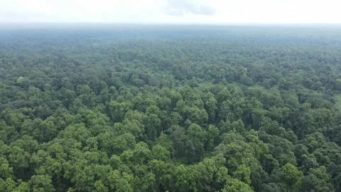 4K aerial view of forest trees in Eastern India. Texture in Nature. Stock Footage 261036810