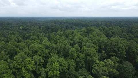 4K aerial view of forest trees in Eastern India. Nature Landscape Stock Footage 261036871
