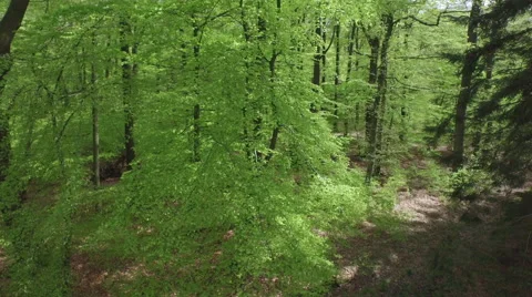 4K aerial view of the forrest, camera rising between the trees Video stock 50241798