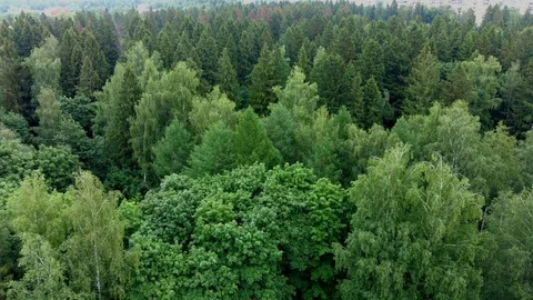 4K Aerial view of forward flight over mixed forest on a sunny summer day. Video stock 110686948