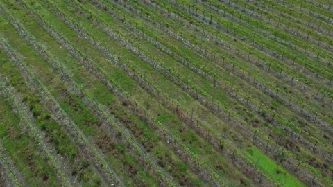 4k Aerial view of grape fields at farm outdoors irrl. Stock Footage 219895564