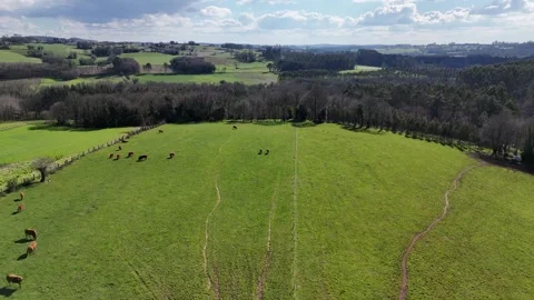 4K Aerial View of Grazing Cows in Rural Landscape, Galicia, Spain Stock Footage 306869367