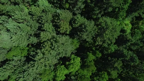 4k Aerial view of green trees outdoors on summer day irrl. Stock Footage 219895589