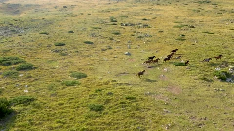 4K aerial view of herd of Wild Horses, grazing on green field in the mountains Stock Footage 195654592