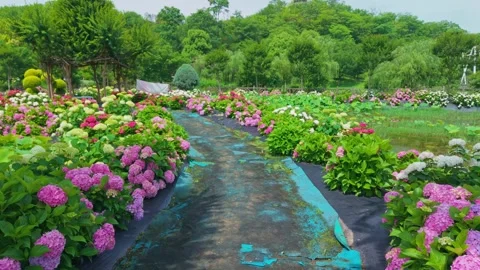 4K Aerial View of Hydrangea Garden - Colorful Flower Field Drone Footage Stock Footage 311740213