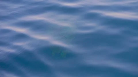 4k, Aerial view, large turtle swims underwater, calm sea water, Red sea Stock Footage 254660814