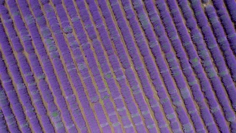 4k Aerial View Lavender Field Purple Flowers Beautiful Agriculture Stock Footage 176701761