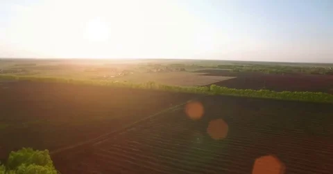 4k aerial view. Low flight over green and yellow wheat rural field Stock Footage 69196510