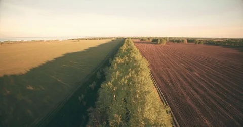 4k aerial view. Low flight over green and yellow wheat rural field Stock Footage 71692762