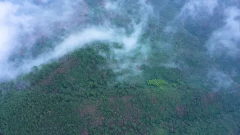 4K Aerial View of Lush Green Jungle Depths with Misty Clouds and Natural Majesty Stock Footage 319628053