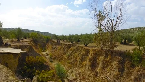 4K Aerial view of an olive field with the erosion of the land Stock Footage 85306953