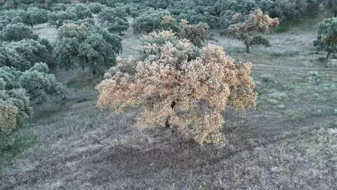 4K Aerial view orbiting around a single majestic oak tree at sunset Stock Footage 336019732