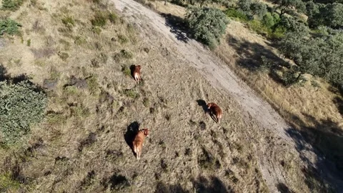 4K Aerial view orbiting around retinta cows grazing on a pasture hill Stock Footage 336020485