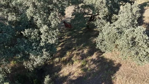 4K Aerial view orbiting left as a retinta cow walks away under oak trees Stock Footage 336017578