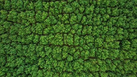 4K Aerial view over a rubber tree. rubber plantation Stock Footage 167988944