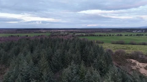 4K Aerial View of Pine Forest and Open Fields 库存影片 333927274