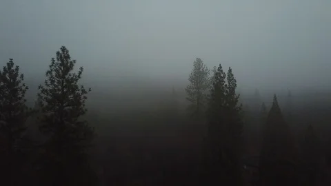 4K Aerial View of Pine Trees in Foggy Eery CountrySide at Sunrise, Pedestal Down Video stock 129478515
