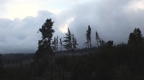 4K Aerial View: Slow Fly Through Old Trees With Cloudy Horizon Stock Footage 65338546