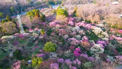 4K Aerial View of Spring Outing at Plum Blossom Mountain Video stock 319674608