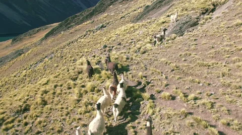 4K aerial view stable llama running mountains lake bolivia austria pico Vídeo Stock 65564648