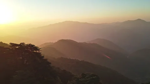 4k Aerial view of the sunset behind Cedar Deodar trees (Himalayan Deodar) Stock Footage 164108722