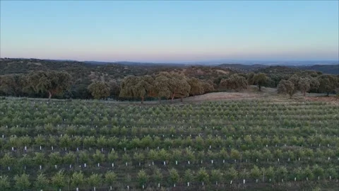 4K Aerial view tracking left over young intensive olive tree rows at sunset Stock Footage 336018551