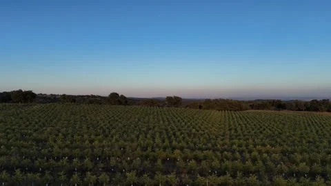 4K Aerial view tracking right and tilting down over intensive olive groves Stock Footage 336019242