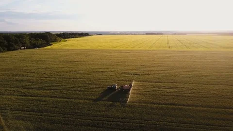 4K aerial view. Tractor is working on grain field at sunset Stock Footage 77419308