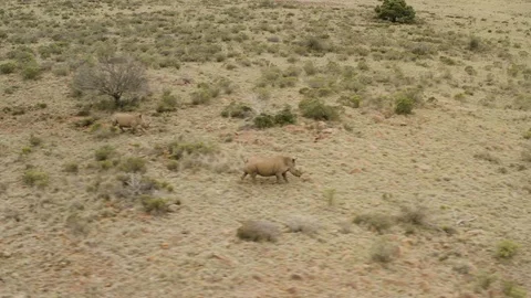 4K aerial view of two white rhinos running in the bushveld Stock Footage 104573743
