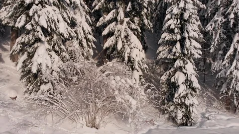 4K Aerial view of winter snow landscape. Ascending shot of snowy pine trees Stock-Footage 101433302
