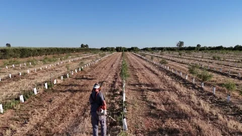 4K Aerial view of worker with brushcutter walking forward in young olive grove Stock Footage 336013474