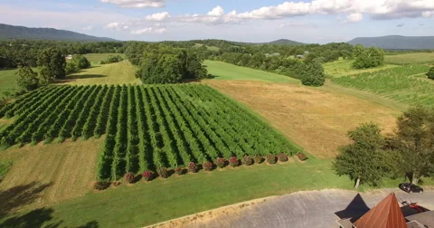 4K Aerial of a vineyard, flying backwards Stock Footage 66427111