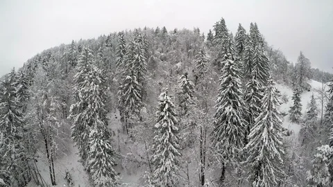 4K. Aerial. Winter forest Stock Footage 85667018