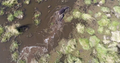 4K Aerial zoom in view of two hippos walking and swimming in a river in the Video stock 95286576
