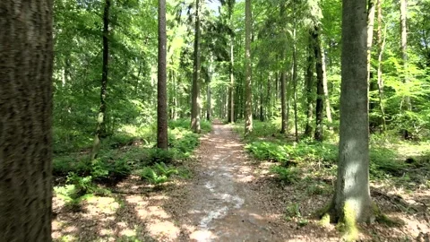 4K aesthetic video of walking in the forest Stock Footage 276741439