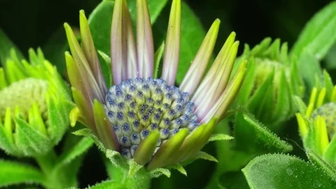 4K African Daisy 1 库存影片 78647047