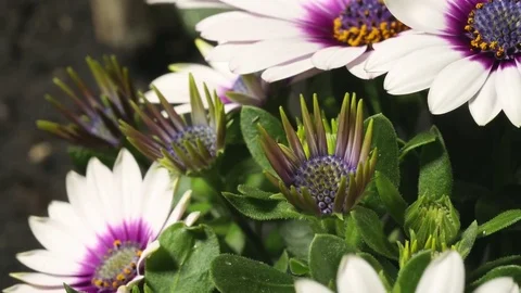 4K African Daisy 2 库存影片 78647051
