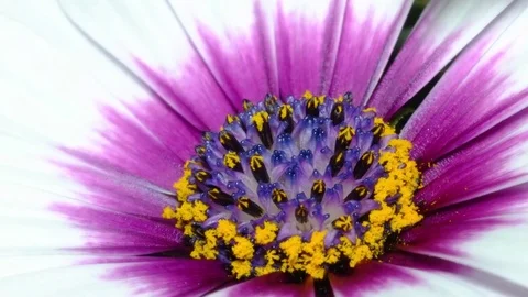 4K African Daisy 3 스톡 동영상 78647052