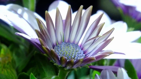 4K African Daisy 4 库存影片 78647054