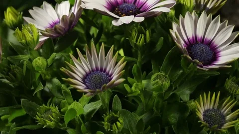 4k African Daisy 5 Moco 스톡 동영상 78647062