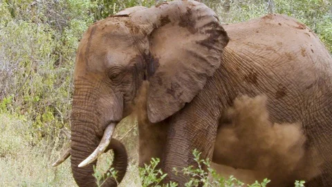 4K African Elephant 2 動画素材 116160487